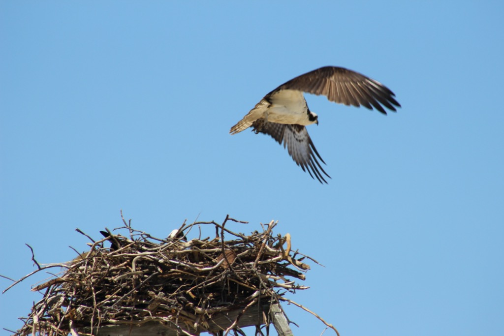 Osprey nest along the Chesapeake Bay